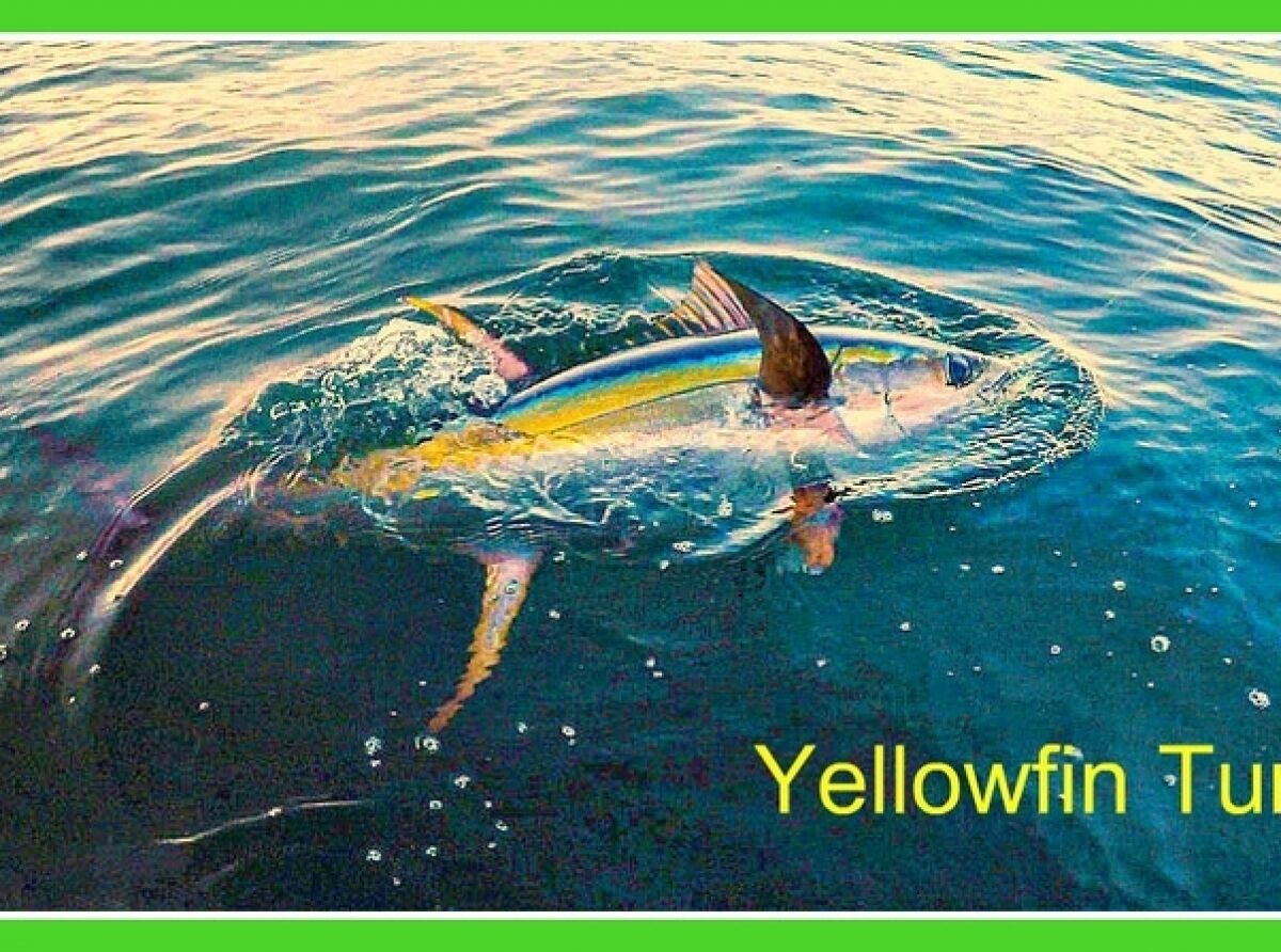 Dorado, Yellowfin Tuna, Marlin: Finally World Class Fishing in Puerto Vallarta!