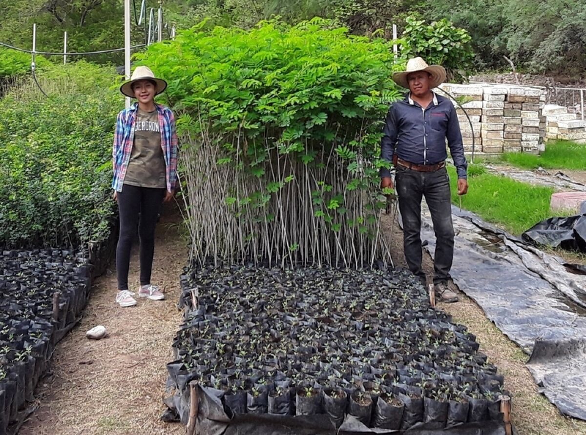Jalisco Supports Forest Protection, Reforestation, and the People Who Live There