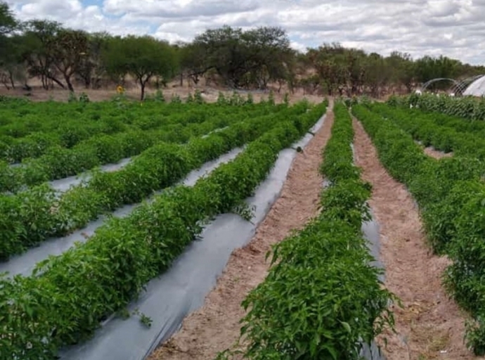 SADER Jalisco Helps Tajin Corp Grow Chiles and Generate Jobs in the North Region