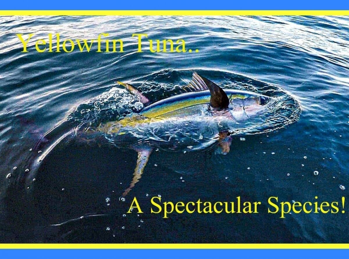 Yellowfin Tuna, A Spectacular Species