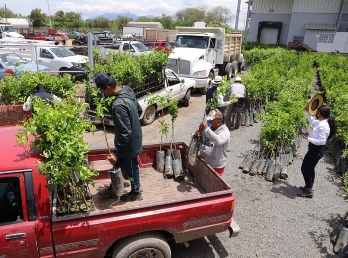 SADER Jalisco Delivers 15,000 Seedlings to Persian Lime Producers