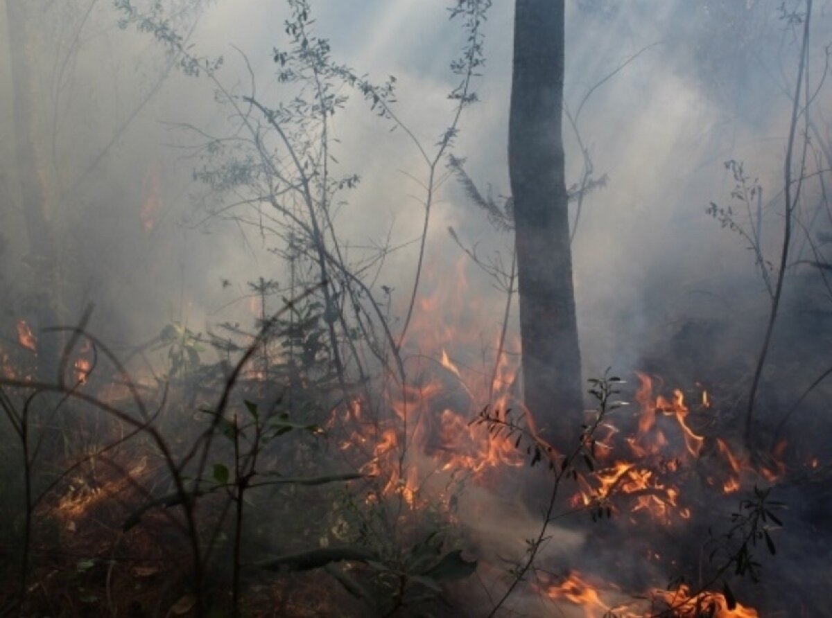 Fire Season Concludes Affecting Over 559,000 Hectares Nationally