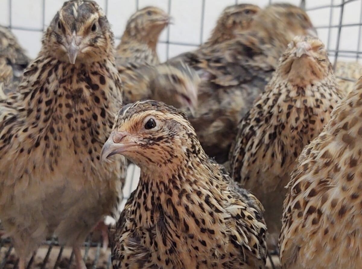Jalisco Helps Farmers Adapt to Growing Demands for Quail