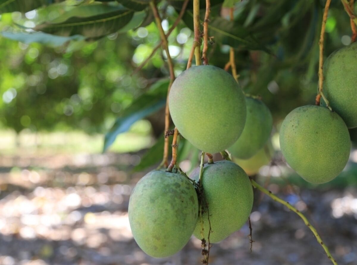 Mango Harvesting Begins on the Coast of Jalisco