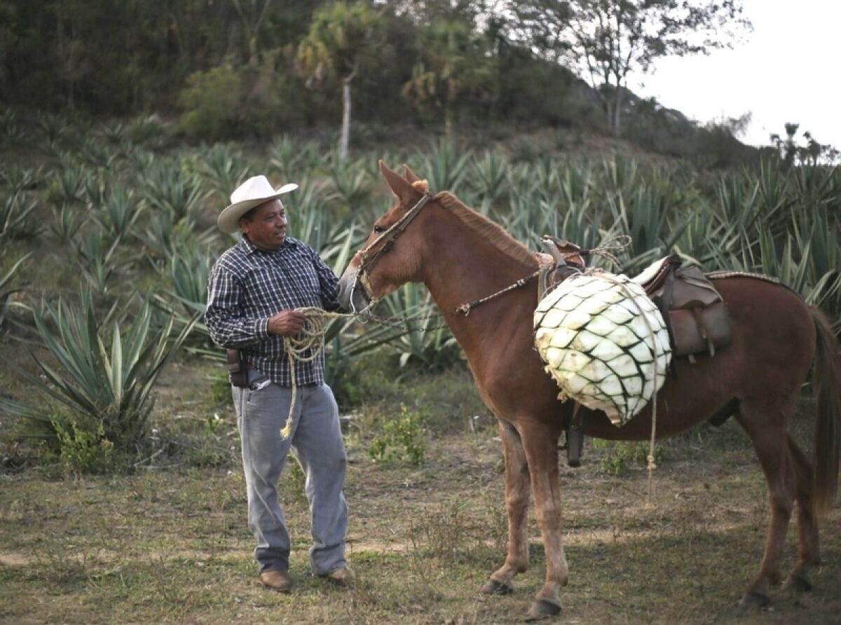 Jalisco Supports Sustainable Agave Farms for the Raicilla Industry