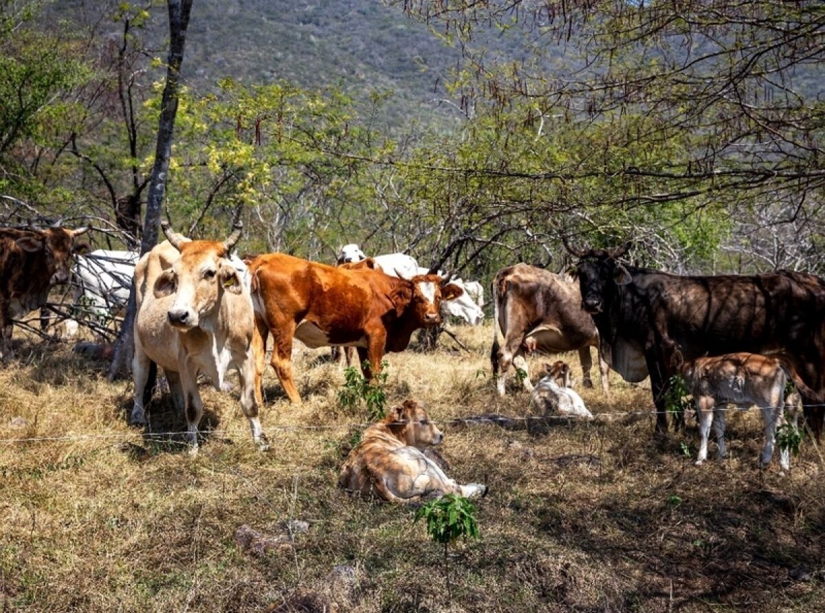 Jalisco Maintains Momentum for Eco-Friendly Silvopastoril Cattle Ranching