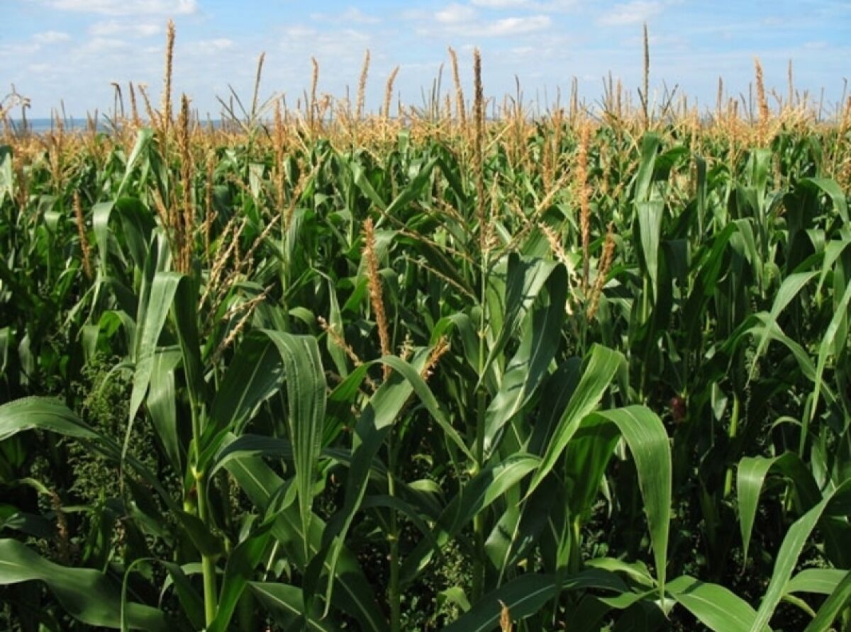 Support to Farmers for Sustainable Corn Cultivation in Jalisco Triples