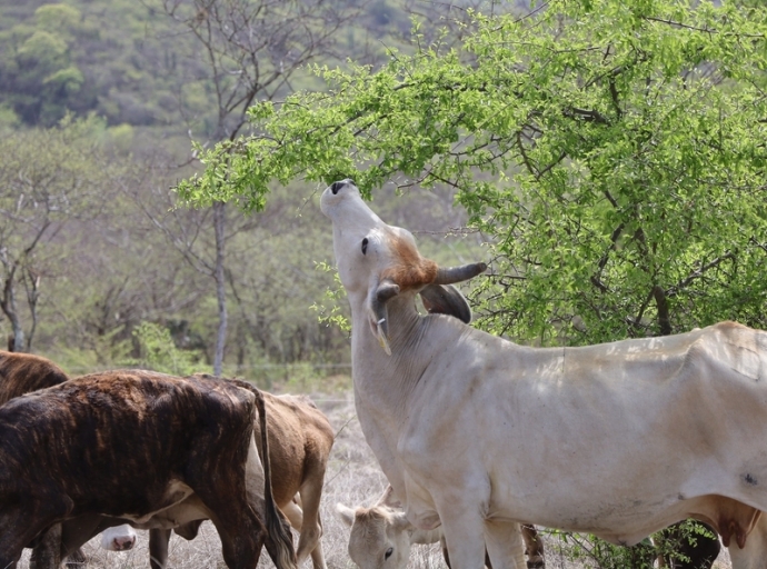 Jalisco Strengthens Sustainable Livestock Production