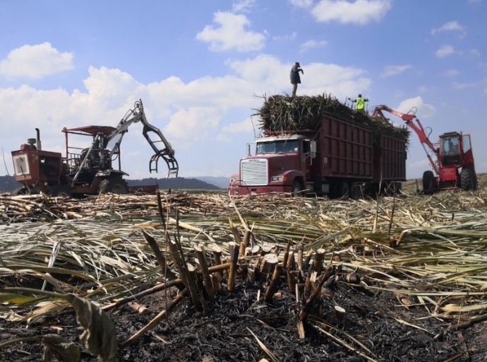 Cane Harvest Concludes in Jalisco with a Slight Downtick in Sugar Production
