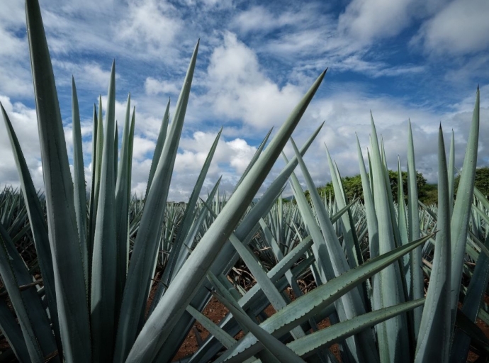 Jalisco Commemorates International Tequila Day with Responsible Certification