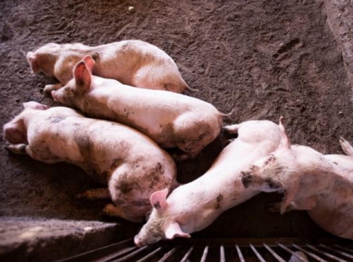 Pork Production Up: SADER Allots 10 Million Pesos to Modernize Pig Farms