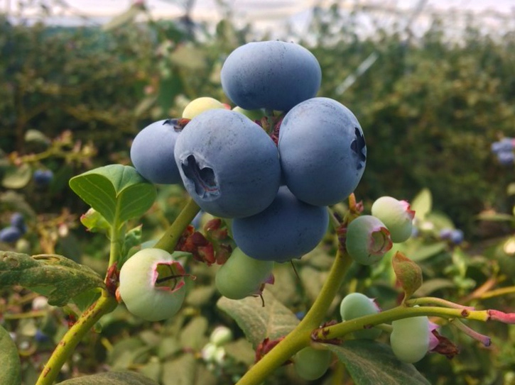 Blueberry Project Advances in the North Region