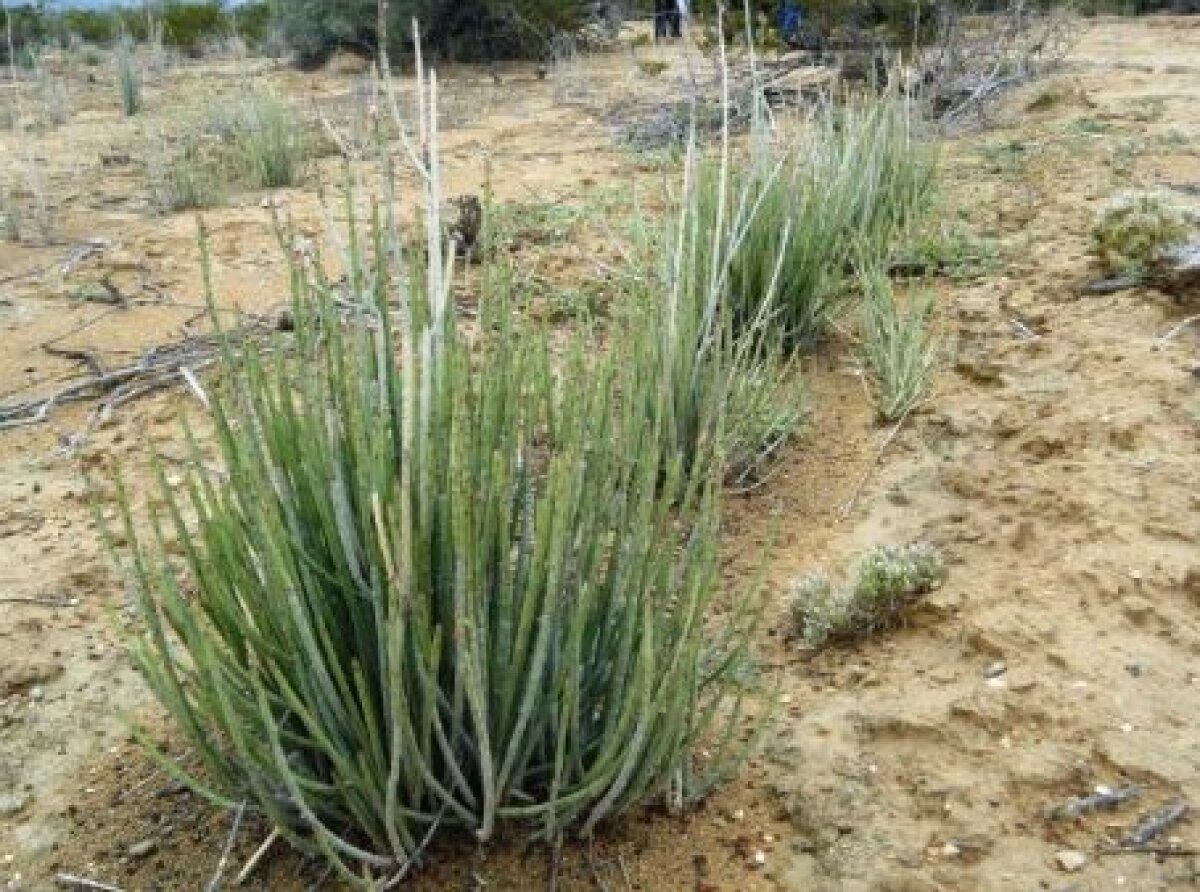 Candelilla, A Valuable Desert Resource in Mexico