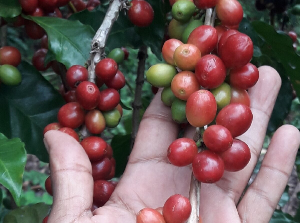 Jalisco Celebrates Coffee Production and Encourages Sustainable Practices